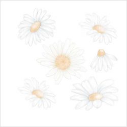 Transfer 25x30 margaritas 151